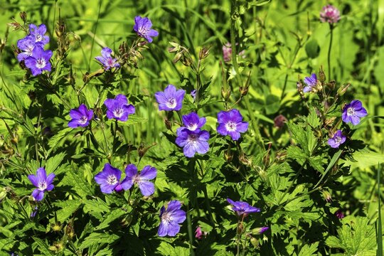 Meadow cranesbill (Geranium pratense), also known as blue cranesbill, Oberstdorf, Oberallg&auml;u, Allg&auml;u, Bavaria, Germany
