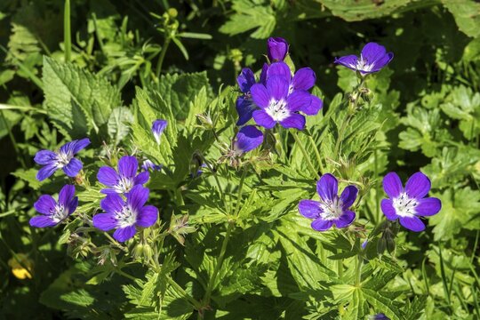 Meadow cranesbill (Geranium pratense), also known as blue cranesbill, Oberstdorf, Oberallg&auml;u, Allg&auml;u, Bavaria, Germany