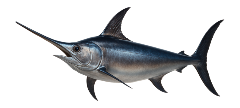 Swordfish with elongated bill and streamlined body