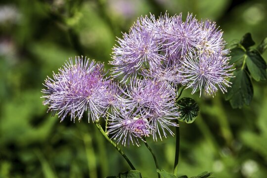 Greater meadow-rue (Thalictrum aquilegiifolium), also known as Amstel's rue, Oberstdorf, Oberallg&auml;u, Allg&auml;u, Bavaria, Germany