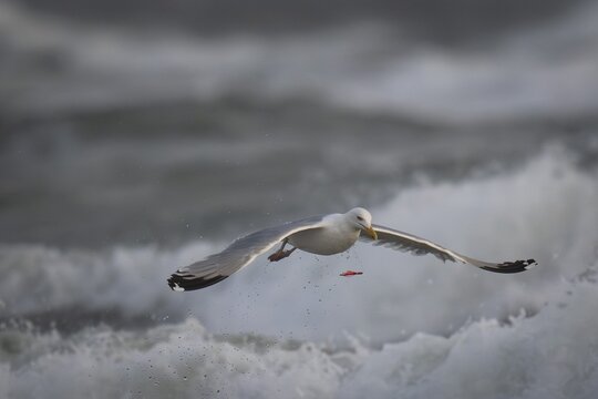 Herring gull (Larus argentatus) in the surf, red piece of plastic that was captured and then spat out again, Hvide Sande, North Sea, Denmark