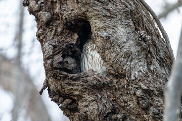 北海道　野鳥　野生動物　エゾフクロウ