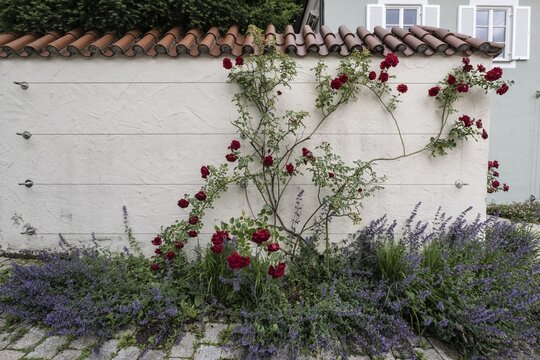 Climbing rose (Rosa) and catmint (Nepeta faassenii) on a wall, Kempten, Bavaria, Germany