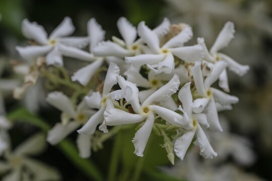 Orange blossom (Choisya ternata), Veneto, Italy