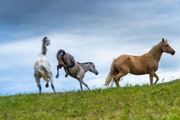 Fototapeta premium Horses galloping on a grassy field.