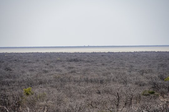 Vast dry landscape with bare trees, view of white salt pan, Makgadikgadi salt pans, Botswana