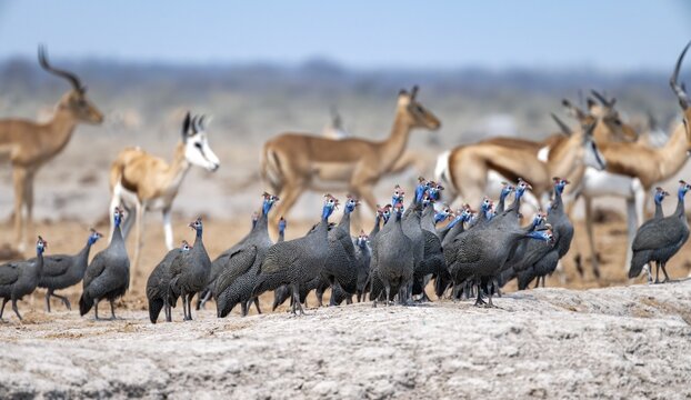 Helmeted guinea fowl (Numida meleagris), flock at the waterhole, Nxai Pan National Park, Botswana