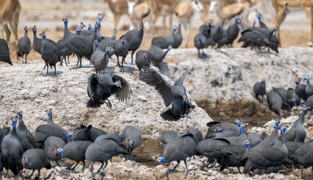 Helmeted guinea fowl (Numida meleagris), flock at the waterhole, Nxai Pan National Park, Botswana