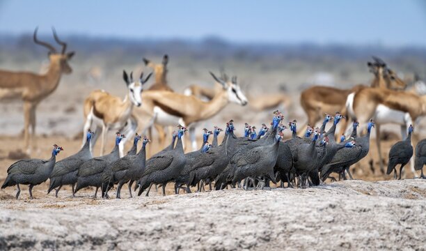 Helmeted guinea fowl (Numida meleagris), flock at the waterhole, Nxai Pan National Park, Botswana