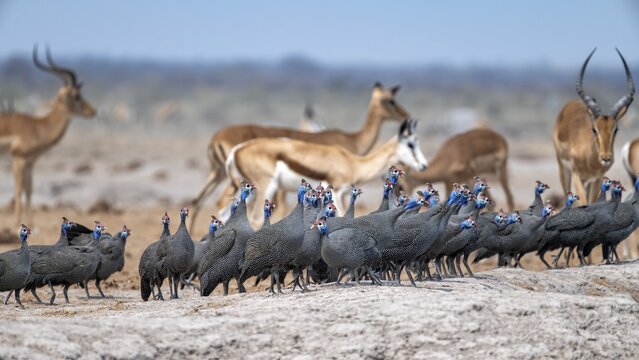 Helmeted guinea fowl (Numida meleagris), flock at the waterhole, Nxai Pan National Park, Botswana