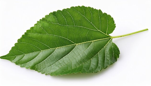 mulberry leaves isolated on a white background