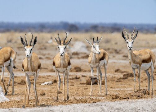 Springbok (Antidorcas marsupialis), four animals standing in a row, Nxai Pan National Park, Botswana
