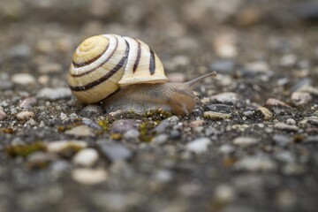 Close-up of a snail on stony ground, Hvide Sande, North Sea, Denmark