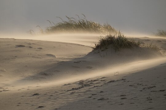 Sand dune with sparse grass cover in warm light with strong wind and swirling sand, near Hvide Sande, Jutland, Denmark