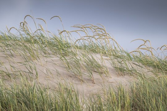 Tall grasses bend in the wind on a sandy dune under a blue sky, near Hvide Sande, Jutland, Denmark