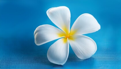 Fototapeta premium close up of delicate white plumeria blossoms against vibrant blue background
