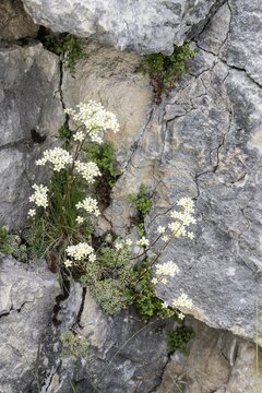 Grape saxifrage (Saxifraga paniculata), Veneto, Italy