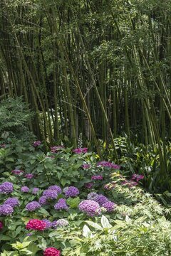 Hydrangea and bamboo (Phyllostachys), Andre Heller Garden, Gardone, Italy