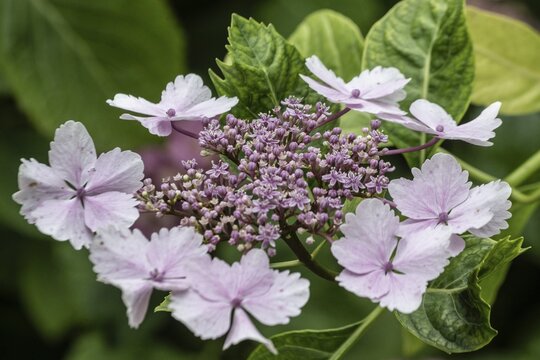 Hydrangea (Hydrangea macrophylla), Andre Heller Garden, Gardone, Italy