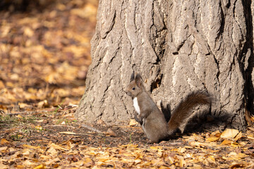 北海道　野生動物　エゾリス