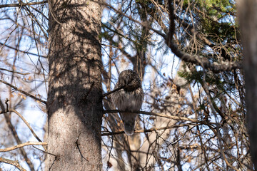 北海道　野鳥　野生動物　エゾフクロウ