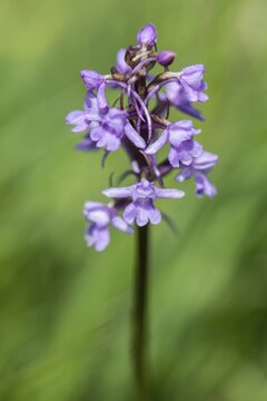 Gymnadenea conopsea, Monte Baldo, Veneto, Italy