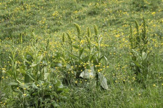 Green germer (Veratrum lobelianum), Monte Baldo, Veneto, Italy