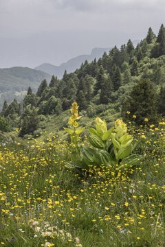 Great yellow gentian (Gentiana lutea), Monte Baldo, Veneto, Italy