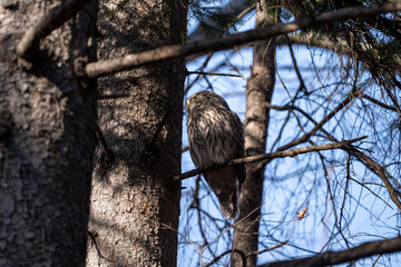 北海道　野鳥　野生動物　エゾフクロウ