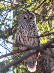 北海道　野鳥　野生動物　エゾフクロウ