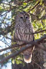 北海道　野鳥　野生動物　エゾフクロウ