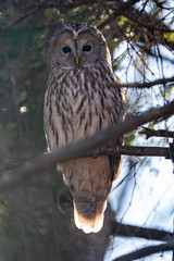 北海道　野鳥　野生動物　エゾフクロウ