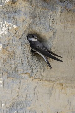 Sand martin (Riparia riparia), Emsland, Lower Saxony, Germany