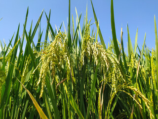 Rice plants that are still green stock photo.