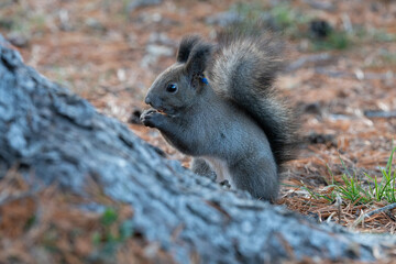 北海道　野生動物　エゾリス