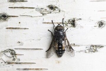 Gadfly (Hybromita bimaculata), Emsland, Lower Saxony, Germany