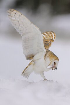 Barn owl (Tyto alba), sitting on a snow hill, flapping its wings and cleaning its talons, in a winter landscape, biosphere reserve, Swabian Alb, Baden-W&uuml;rttemberg, Germany