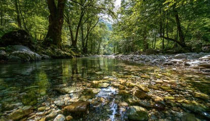 Fototapeta premium Crystal-clear stream in a lush forest