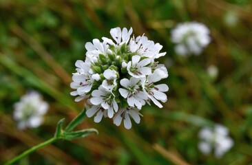 Close-up of a cluster of small white flowers