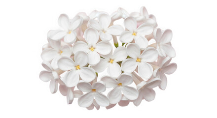 Delicate white flower cluster with subtle pink accents isolated on black transparent background