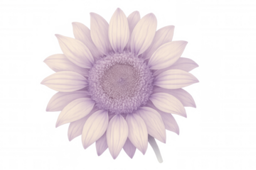 Purple sunflower with transparent background, perfect for adding a touch of floral beauty to designs