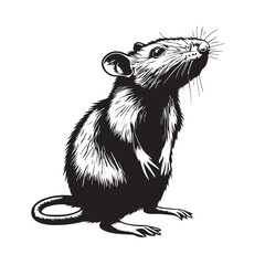 rat on white background