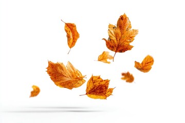 Autumn leaves floating in the air against a white background.  A crisp fall scene