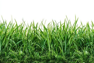 Fototapeta premium Lush green grass against a white background. Close-up view