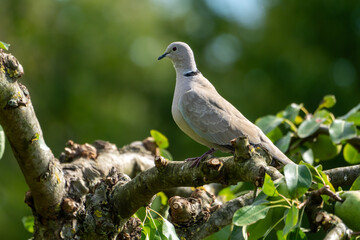 Türkentaube sitzt im Sommer in einem Brinbaum
