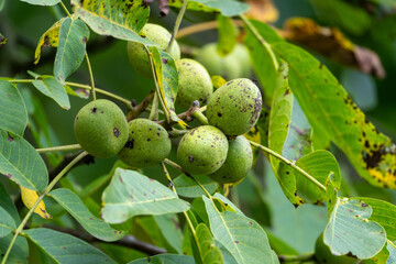 Walnussbaum mit Frucht