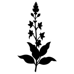  verbascum olympicum silhouette on-white