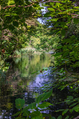Rivage sauvage du lac Léman
