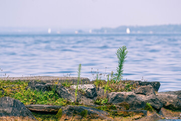 Symbiose et s&eacute;lection naturelle des v&eacute;g&eacute;taux avec l&rsquo;eau agit&eacute;e