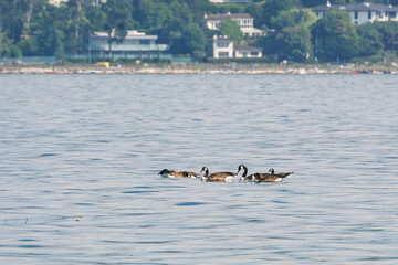 Fototapeta premium Groupe d’oies sauvages voguant sur le lac Léman
